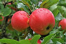 Black Isle apples by Andrew Dowsett