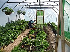 Loch na Mhoid community garden